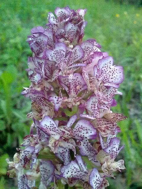 Orchis purpurea mostruosamente bella!